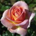 Trandafir teahibrid Elle C5